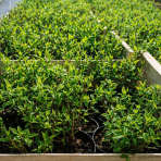 Hortenzia metlinatá (Hydrangea paniculata) ´LIVING RED VELVET®´ by LIVING CREATIONS® - výška 20-30 cm, kont. C1,5L